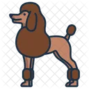 Poodle Dog Pet Icon