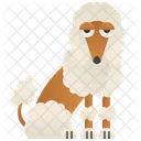 Poodle  Ícone