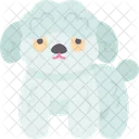 Poodle  Ícone