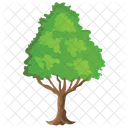 Poplar Tree  Icon
