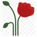 Rose Poppy Flower Icon