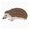 Porcupine Hedgehog Animal Icon