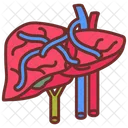 Portal Vein Liver Spleen Icon