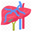 Portal Vein Liver Spleen Icon
