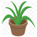 Pot Plant Outdoor Plant Nature Icon