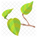 Pothos Leaf  Icon