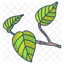 Pothos Leaf  Icon