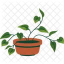 Pothos  Icon