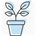 Potted Herb Plants Potted Herb Icon