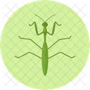 Praying Mantis  Icon