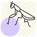 Praying Mantis Mantis Insect Icon