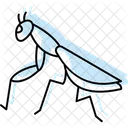 Mantis Insect Bug Icon