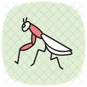 Praying Mantis Mantis Insect Icon