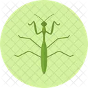 Praying Mantis Bug Insect アイコン
