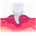 Pré-molar  Icon