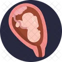 Human Anatomy Womb Fetus Icône