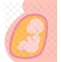 Pregnancy Embryo Fetus Icon