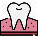 Premolar  Icon