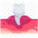 Premolar  Icon