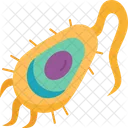 Prokaryote  Icon