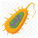 Prokaryotic Organism Prokaryotic Organism Icon