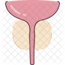 Prostate Organ Human Organs Icon