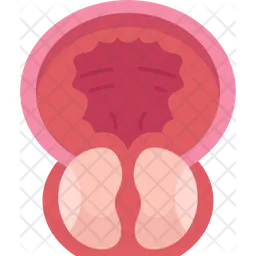 Prostate  Icon