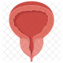 Prostate Gland Bladder Icon