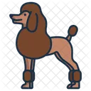 Pudel Hund Haustier Symbol