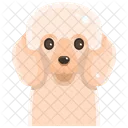 Pudle  Icon