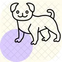Pug Perro Mascota Icono