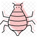 Pulgon Insecto Diminuto Icono