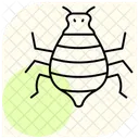 Pulgon Insecto Diminuto Icono