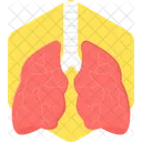 Pulmones  Icono