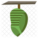 Pupa Leaf Insect Bugs Icon