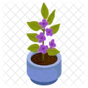 Purple Allamanda  Icon