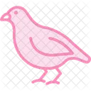 Quail Bird Small Icon