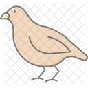 Quail Bird Small Icon