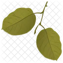 Quaking Aspen Leafy Twig Green Leaves Icon