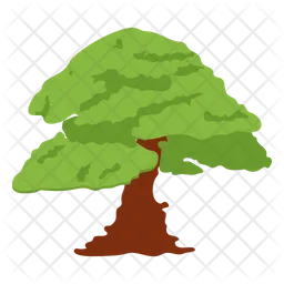 Quercus Robur  Icon