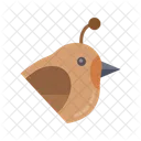 Quial  Icon