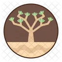 Quiver Tree Tree Nature Icon