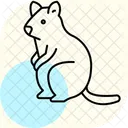 Quokka Icône