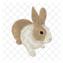 Rabbit Bunny Animal Icon