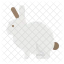 Rabbit Animals Animal Icon