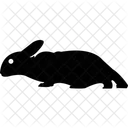 Animal Rabbit Domestic Animal Herbivorous Animal Icon