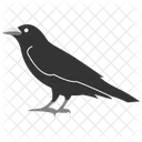 Rabe Vogel Schwarz Symbol