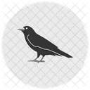 Rabe Vogel Schwarz Symbol