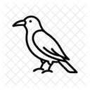 Rabe Vogel Dunkel Symbol