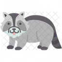 Raccoon Nocturnal Mammal Icon
